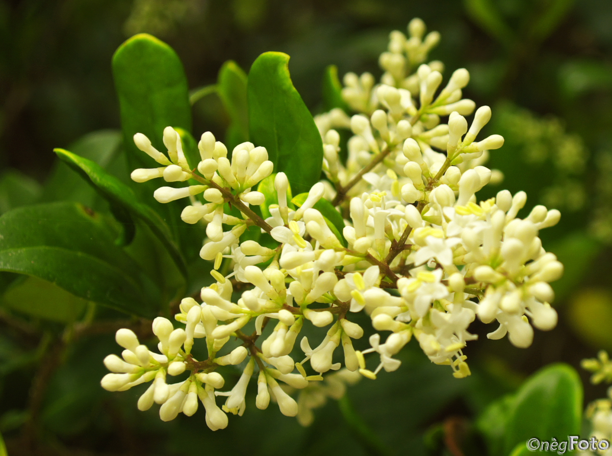 برگ نو (برگ ریز)